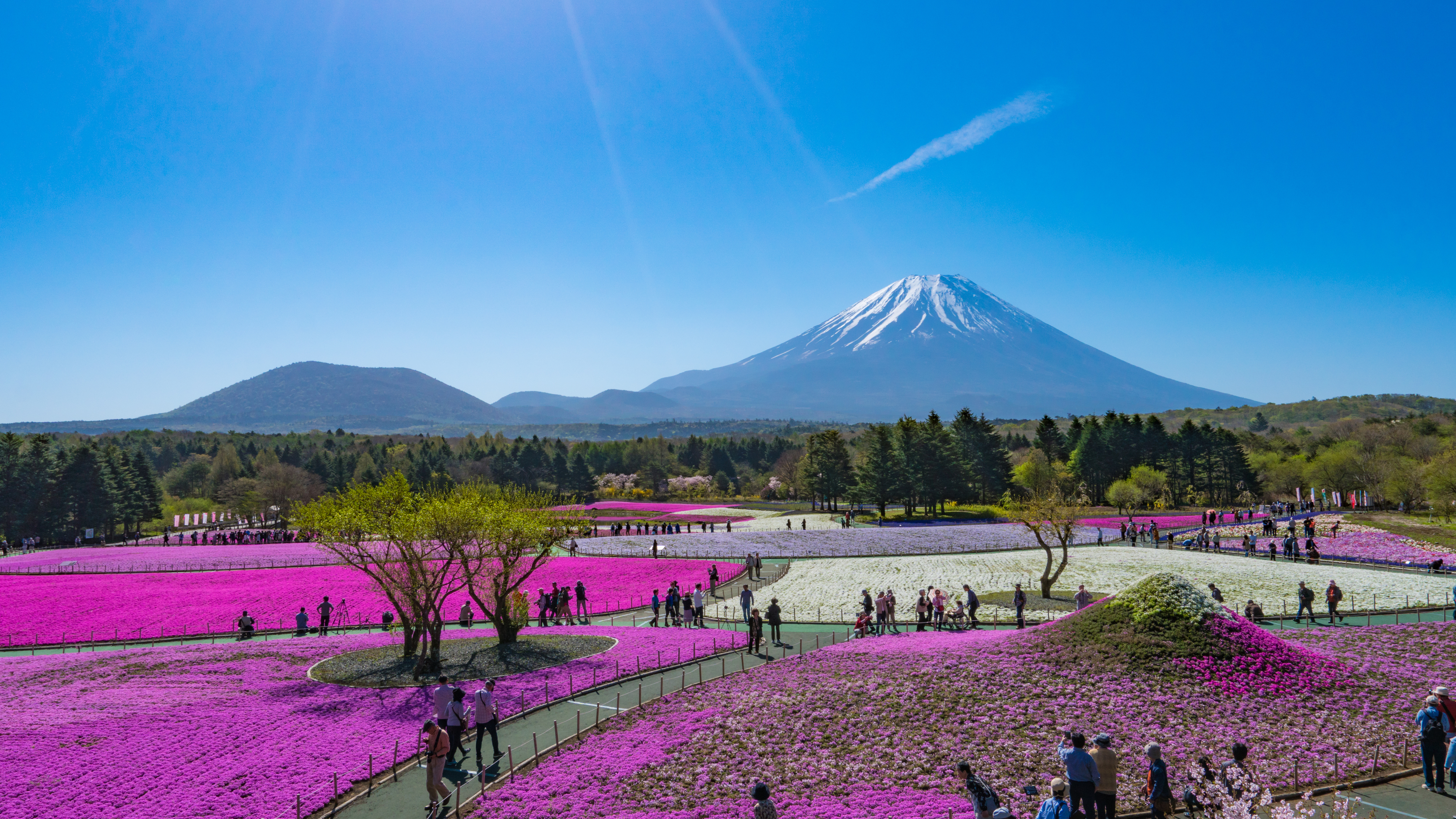 **周辺／富士芝桜まつり（車で60分）富士山と芝桜を両方楽しめる絶景スポット！【4月中旬～5月下旬】