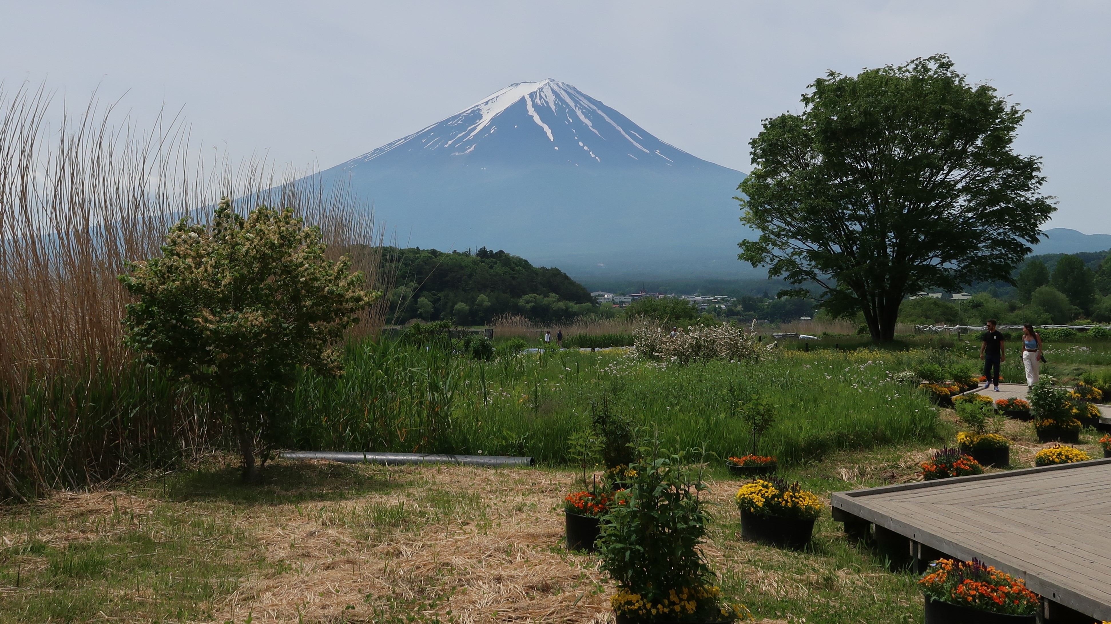 河口湖北岸の大石公園から見える富士山