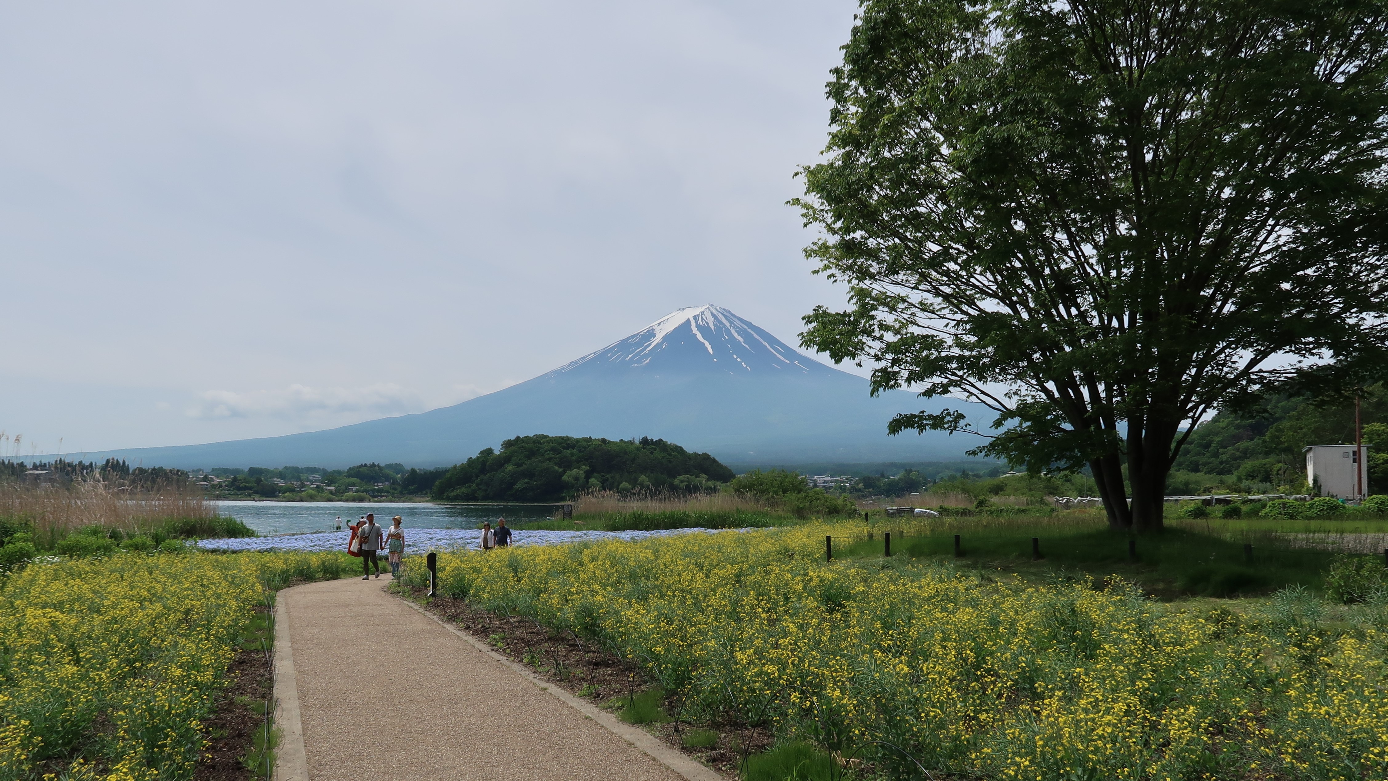 富士山とネモフィラと菜の花（5月）