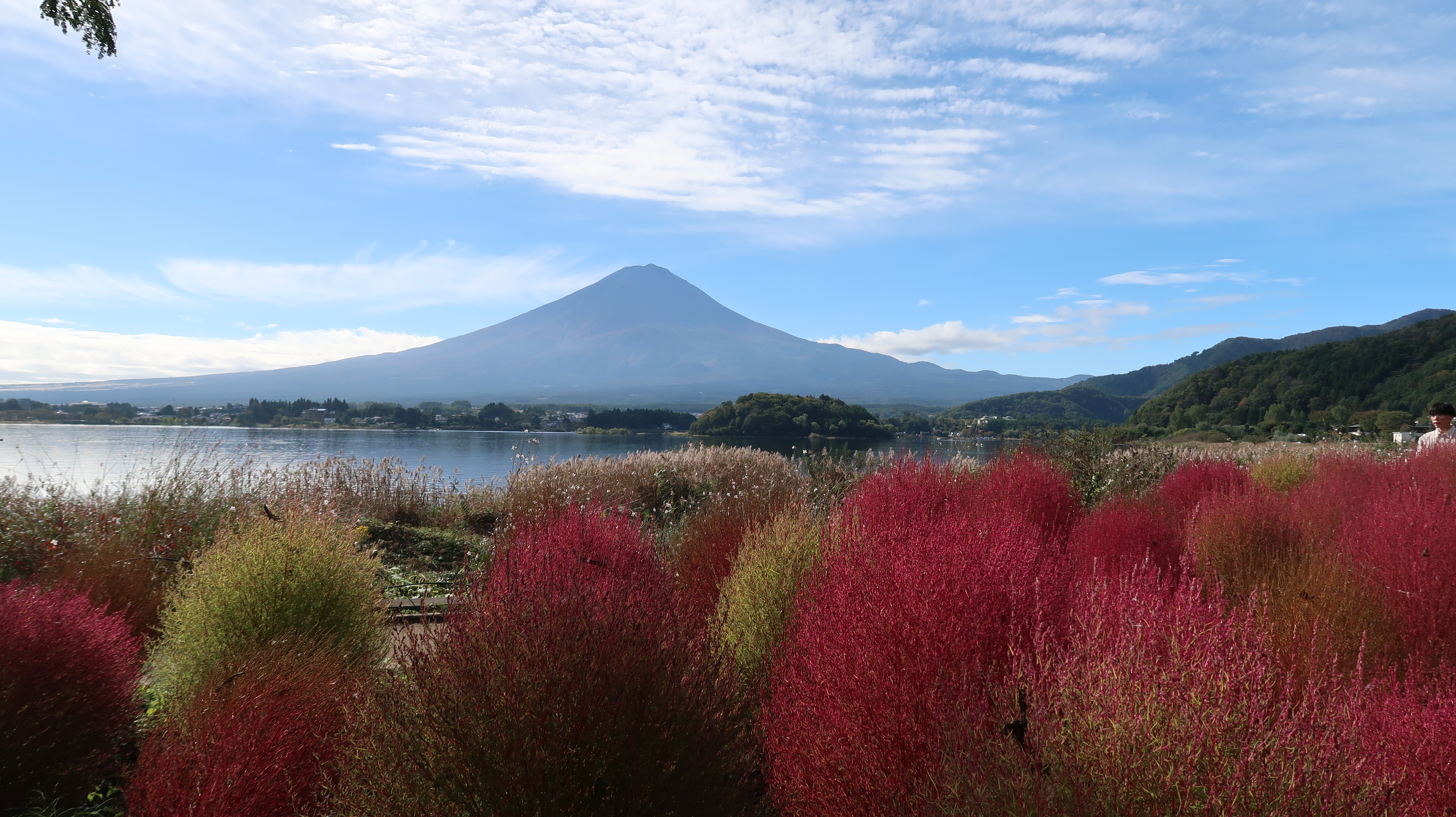 紅葉が始まったコキアと富士山