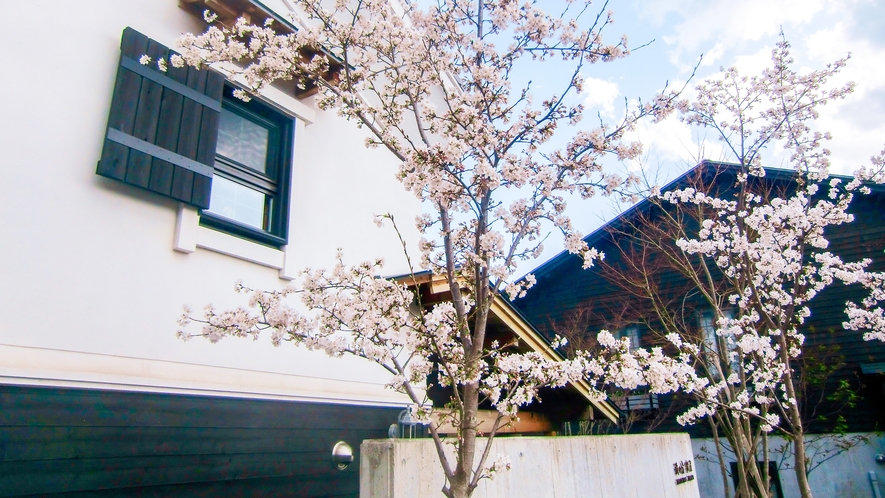 蔵の宿松屋の桜