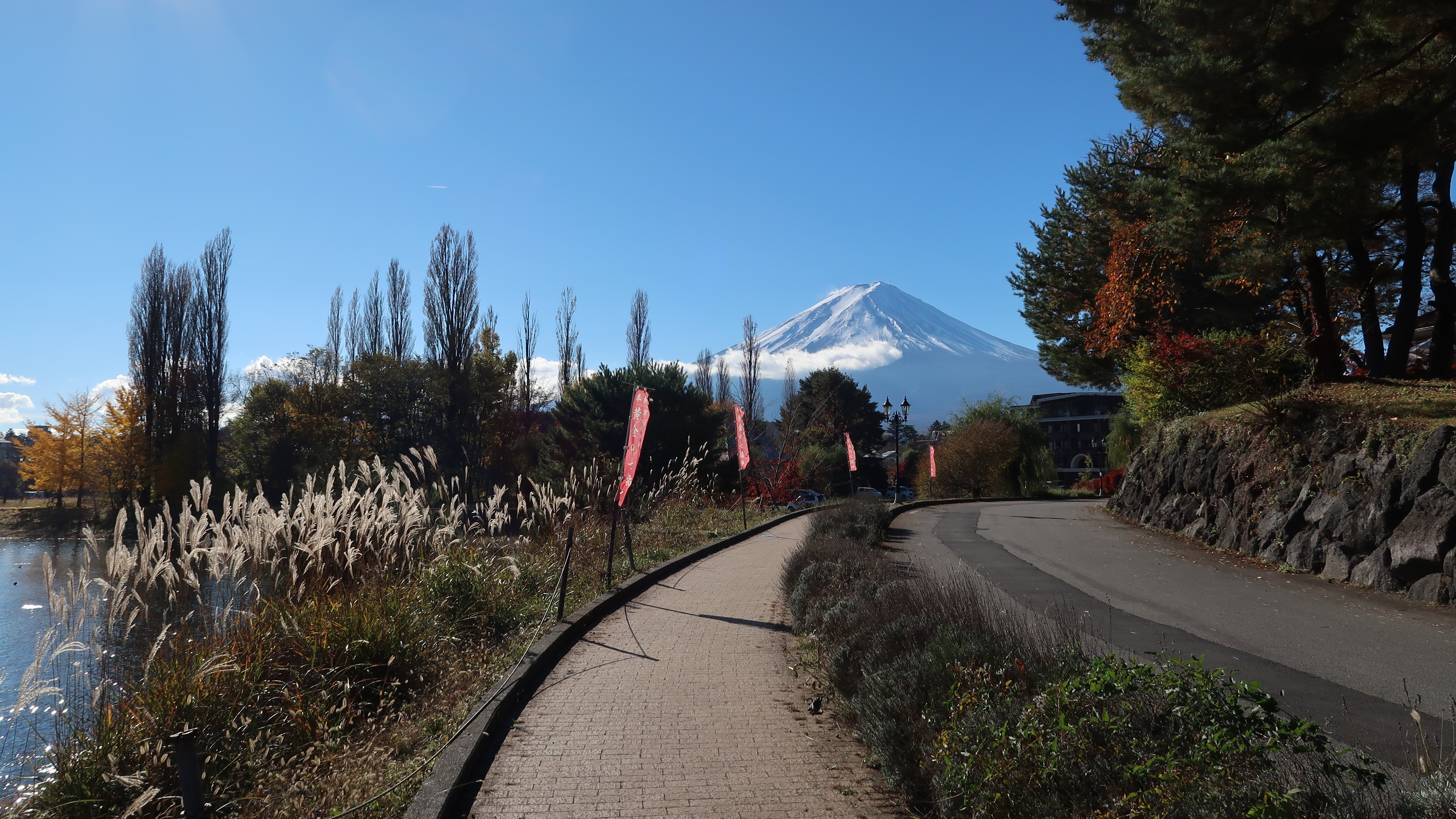 穂が揺れるすすきと富士山（秋）