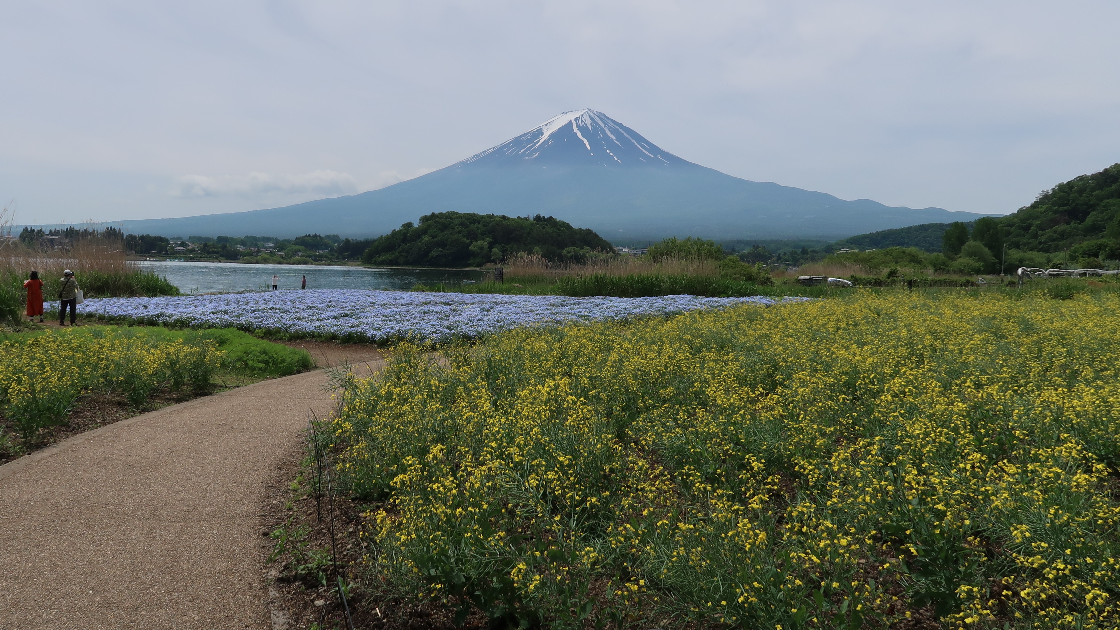 富士山とネモフィラと菜の花（5月）