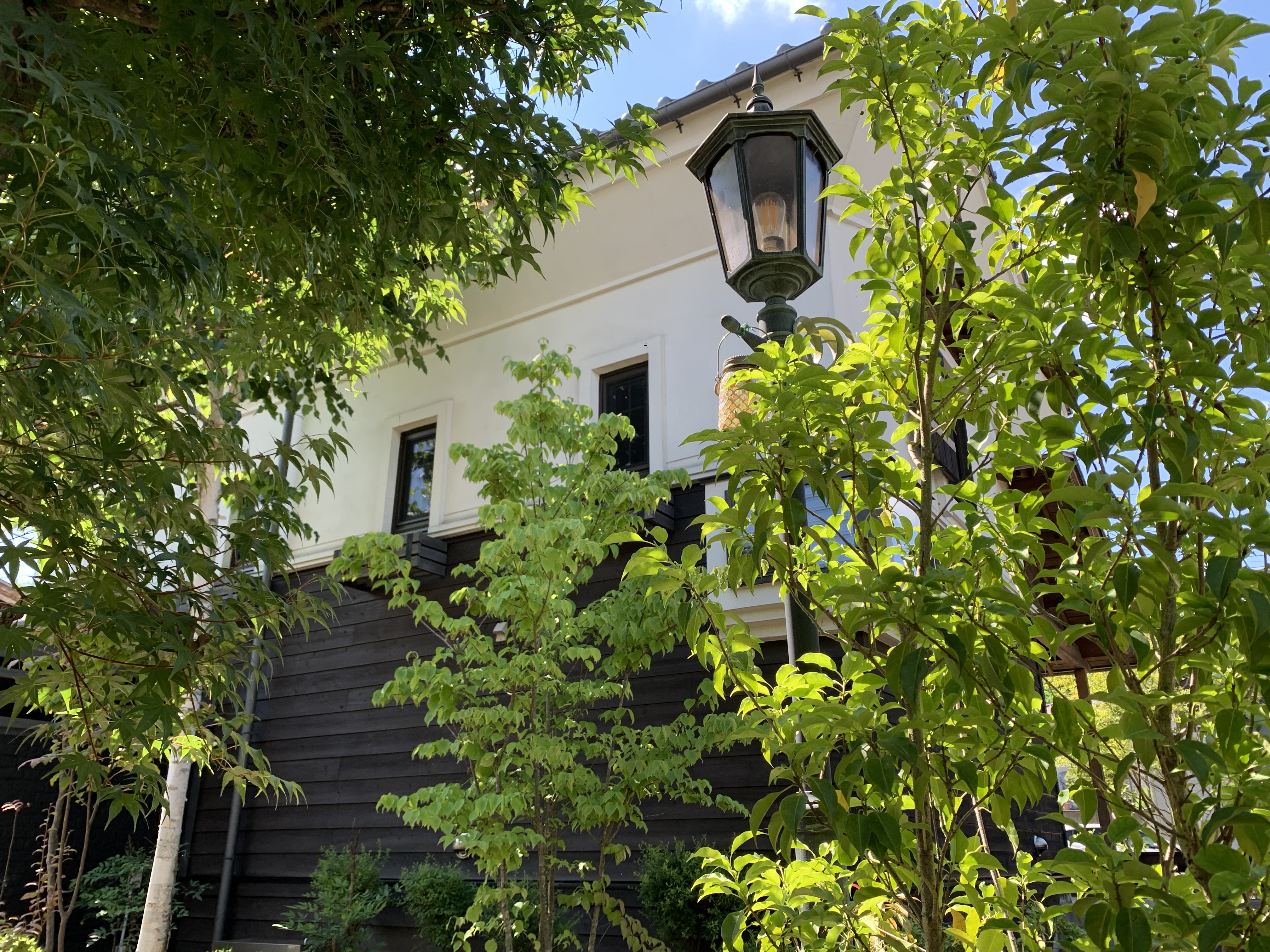 セミの声が聞こえてきそうな夏の庭