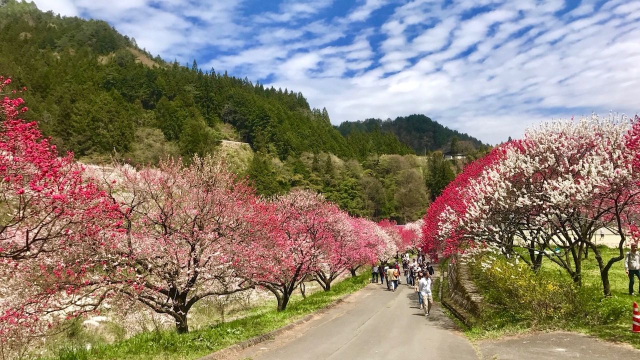 花桃の里