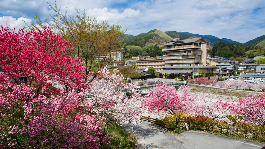 昼神温泉の花桃