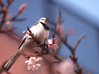 ■観光：熱海は自然いっぱい！当館からのアクセスも抜群！