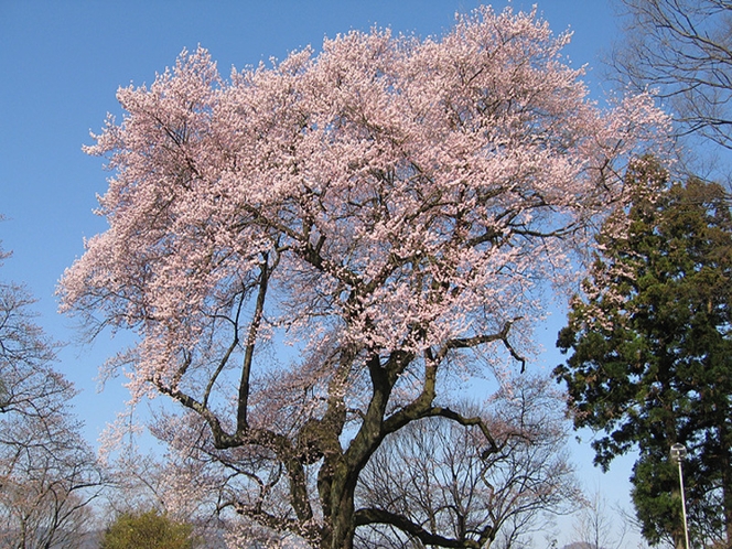 沼田公園御殿桜
