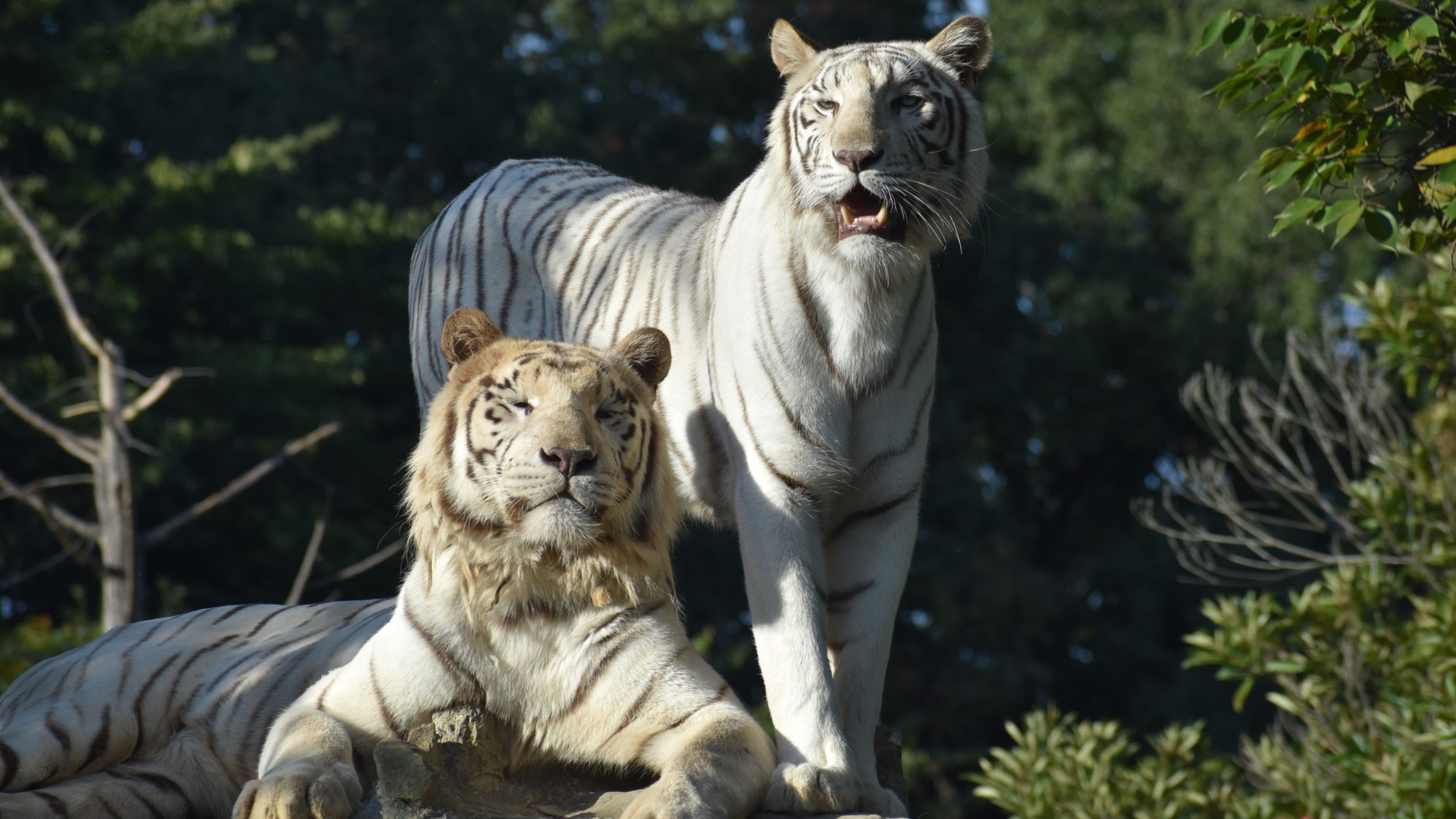 【群馬サファリパーク】入園券付き　1泊2食バイキングプラン