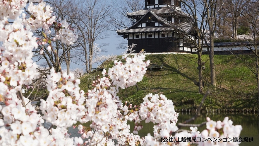 高田公園の高田城三重櫓と桜のコラボレーション♪