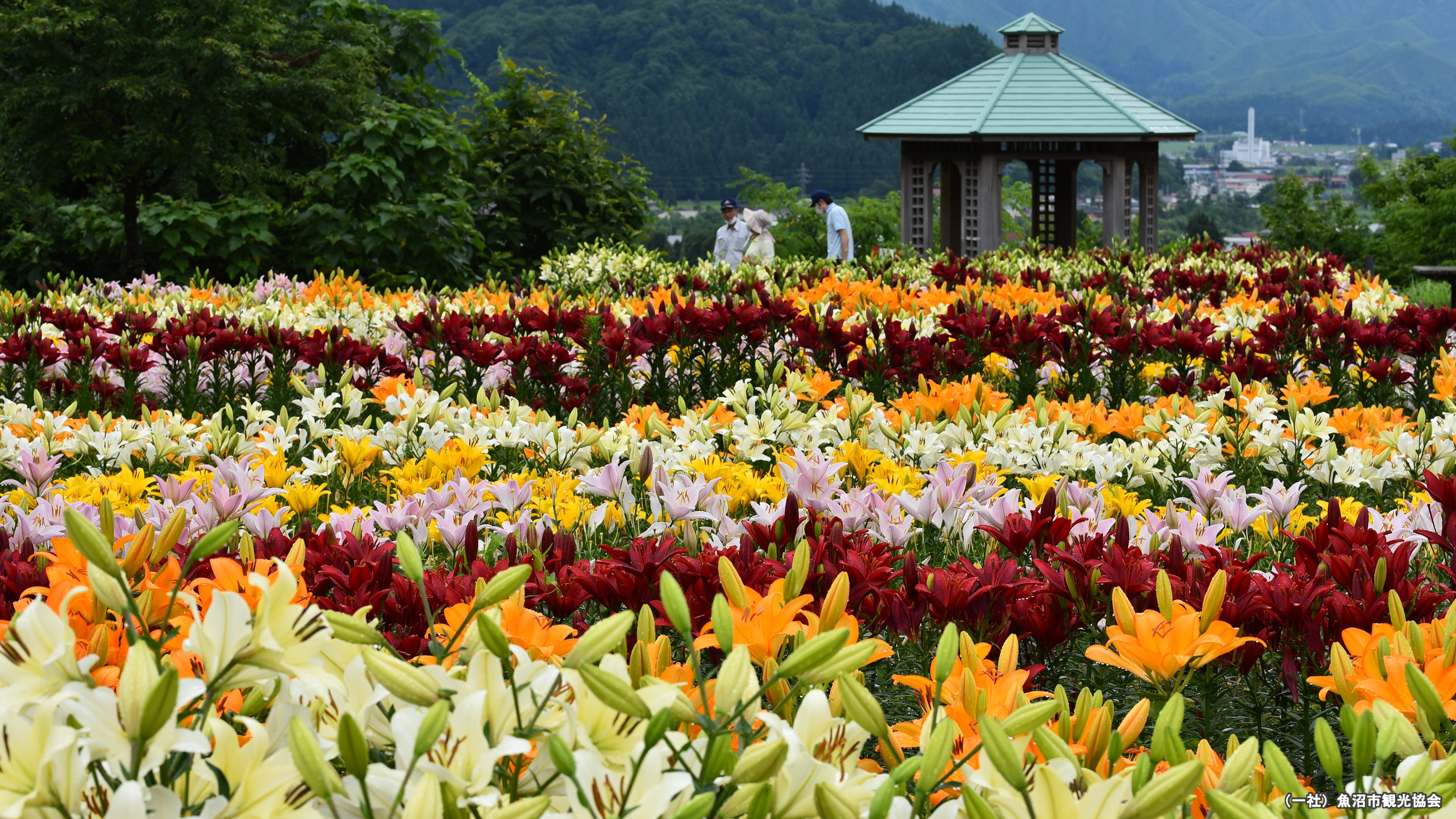 月岡公園ゆりまつり