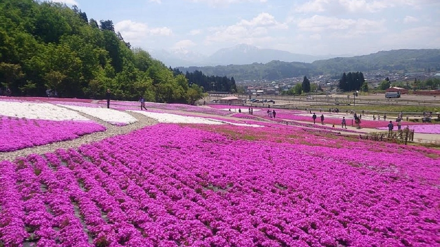 魚沼芝桜♪♪　芝桜と越後三山のコラボは一見の価値あり！