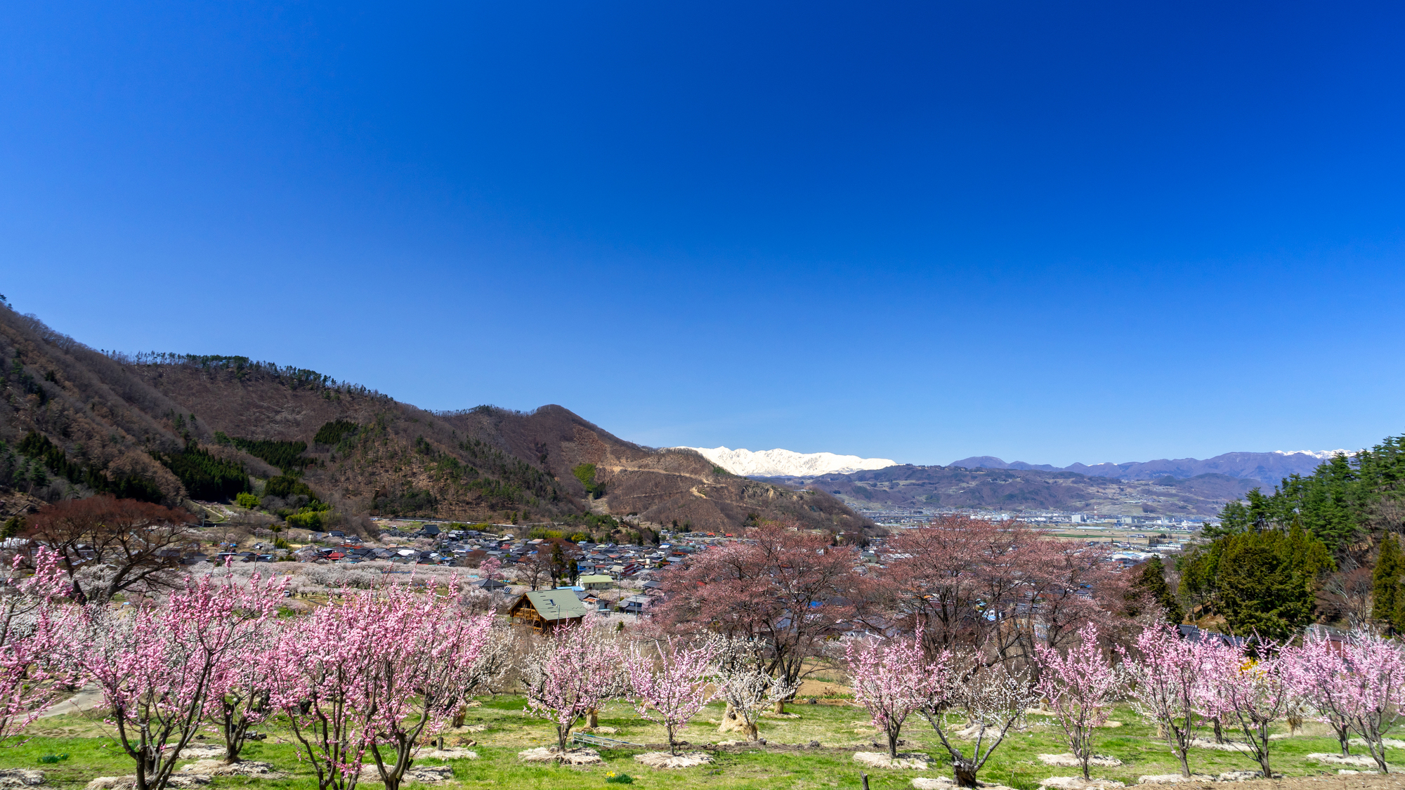 あんずの里／車20分