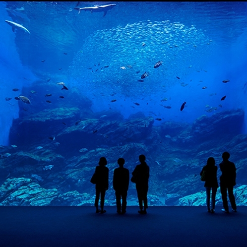 うみの杜水族館２