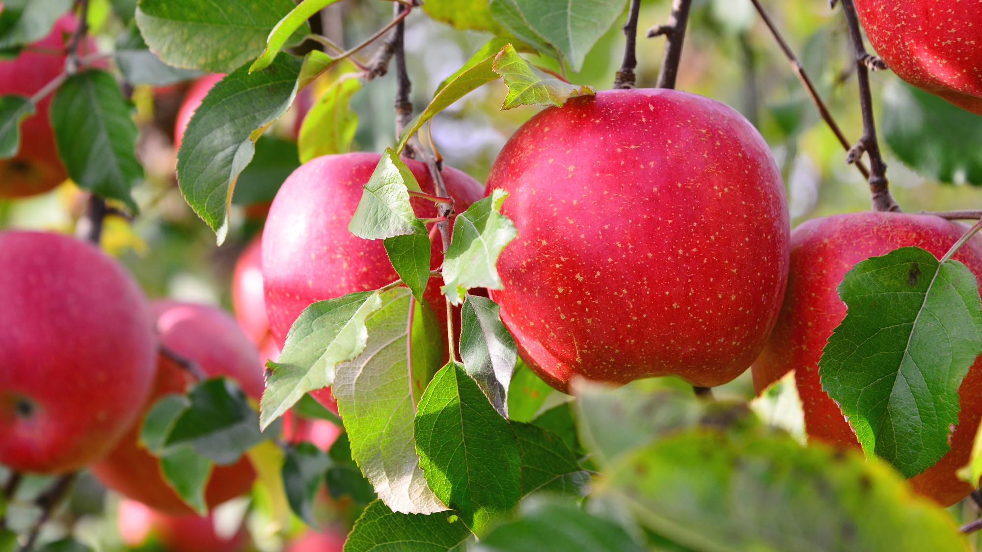 秋の味覚りんご♪