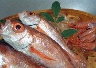 Ikan blackthroat seaperch dan udang selatan