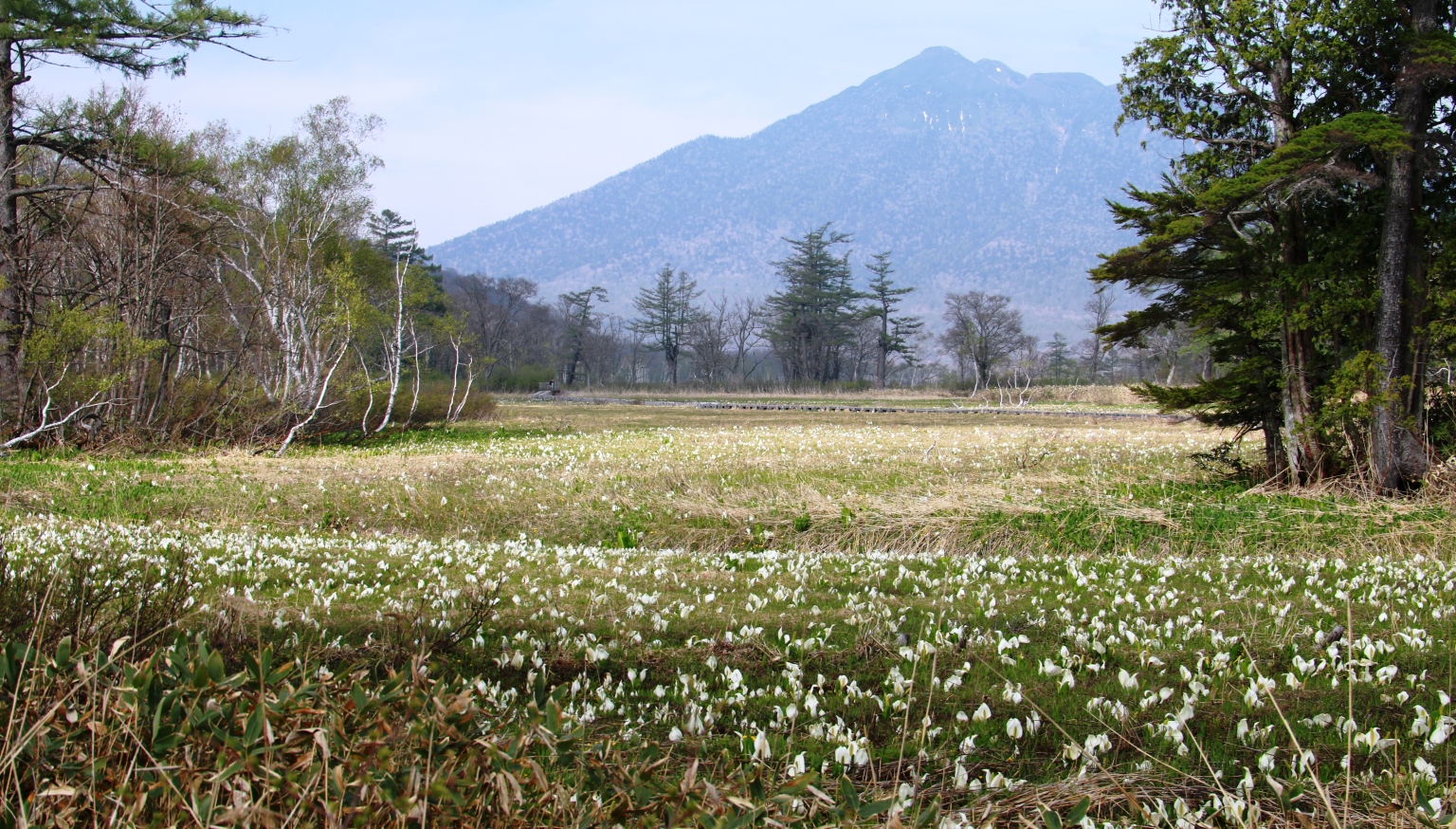 群馬、福島、新潟、栃木の4県にまたがる尾瀬国立公園。