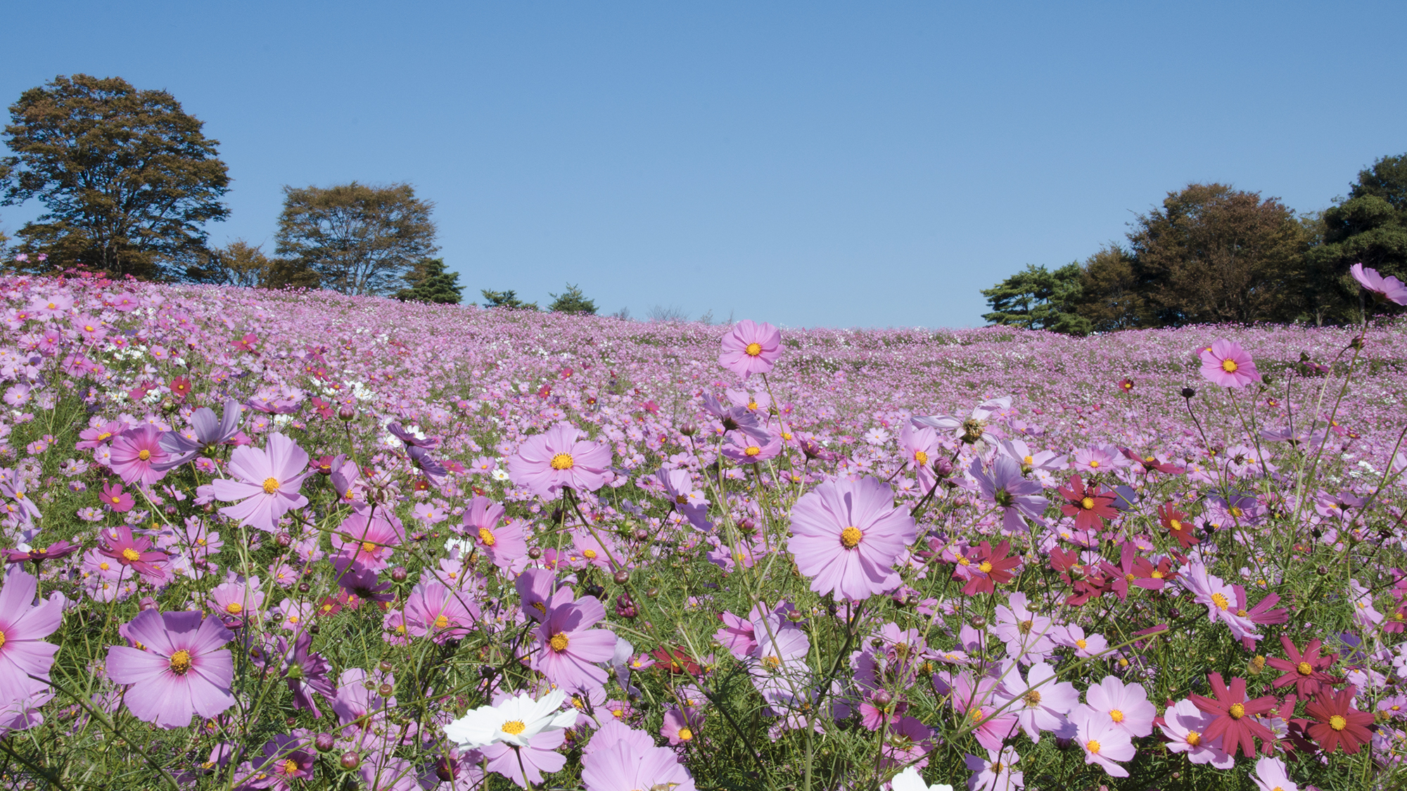 【観光】昭和記念公園