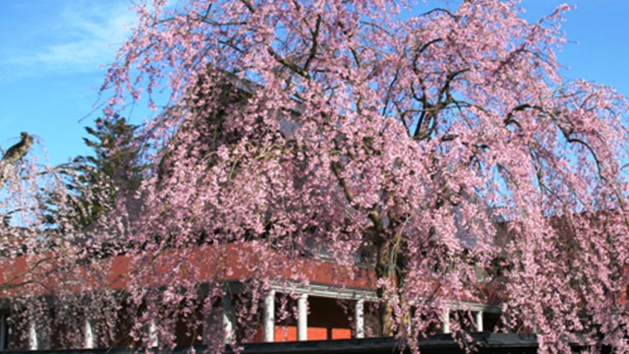 角館のしだれ桜　歴史ある武家屋敷と桜並木が美しい「みちのくの小京都　