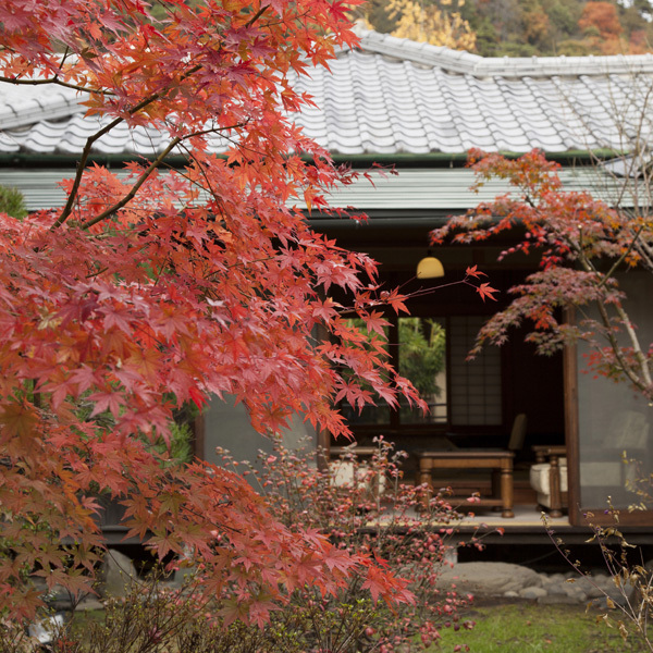 秋天庭院的Toyonenbushi
