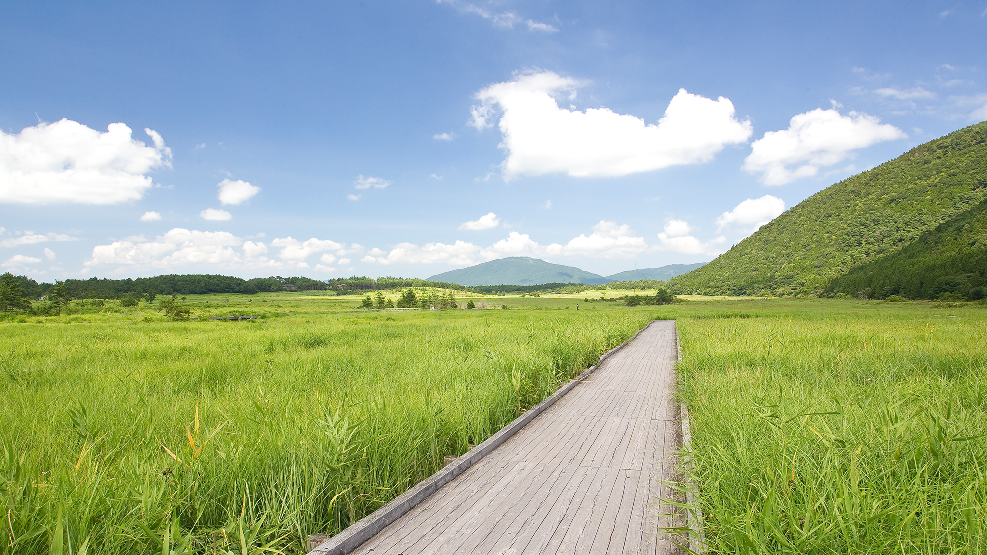 タデ湿原