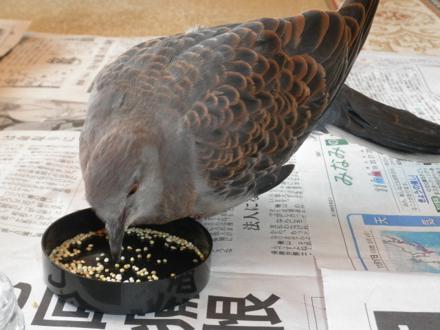 民宿せせらぎ＜鹿児島県＞ - 写真 79