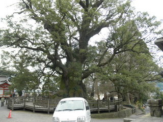 蒲生神社の大楠