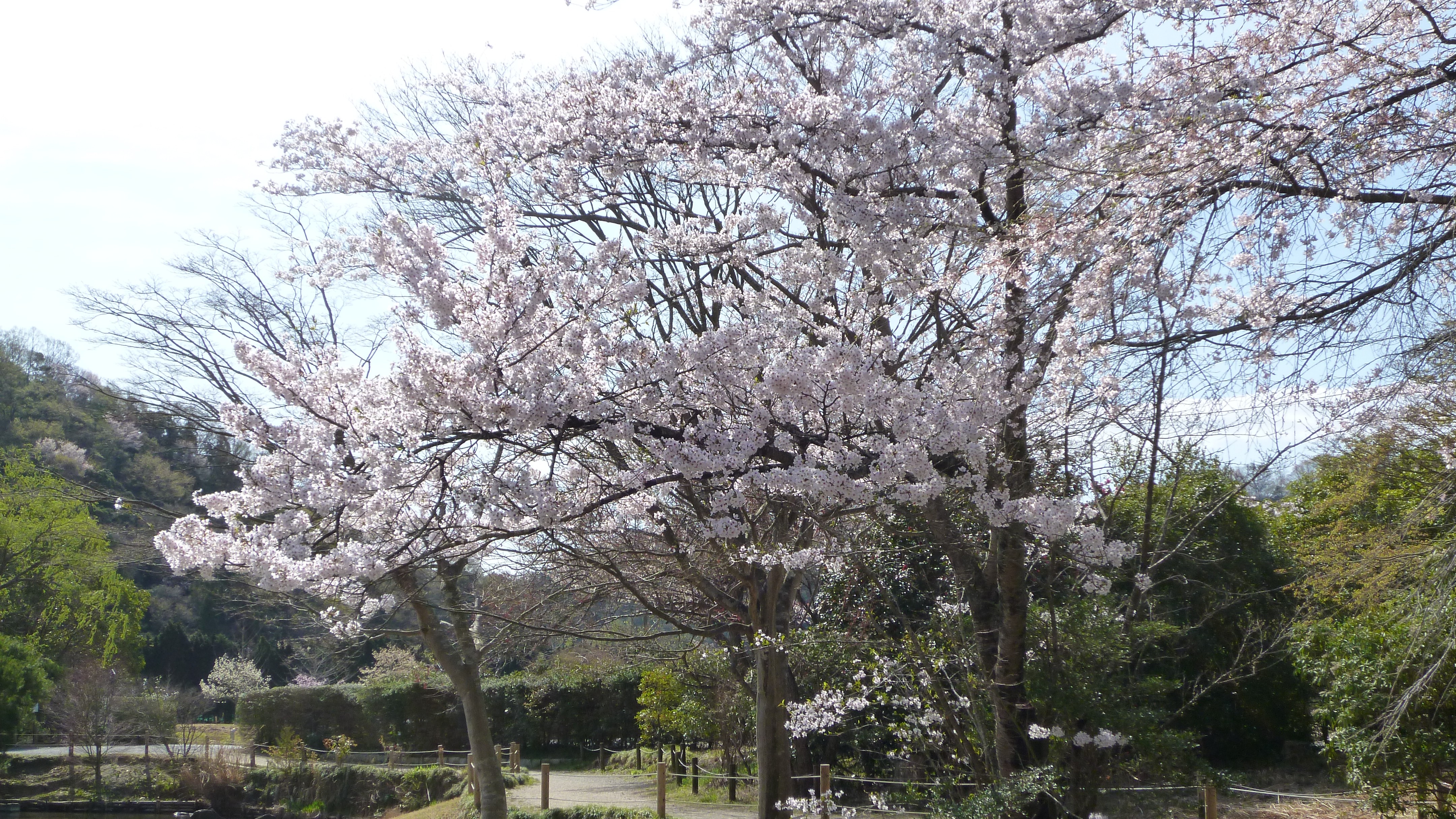 国宝　白水阿弥陀堂　山桜