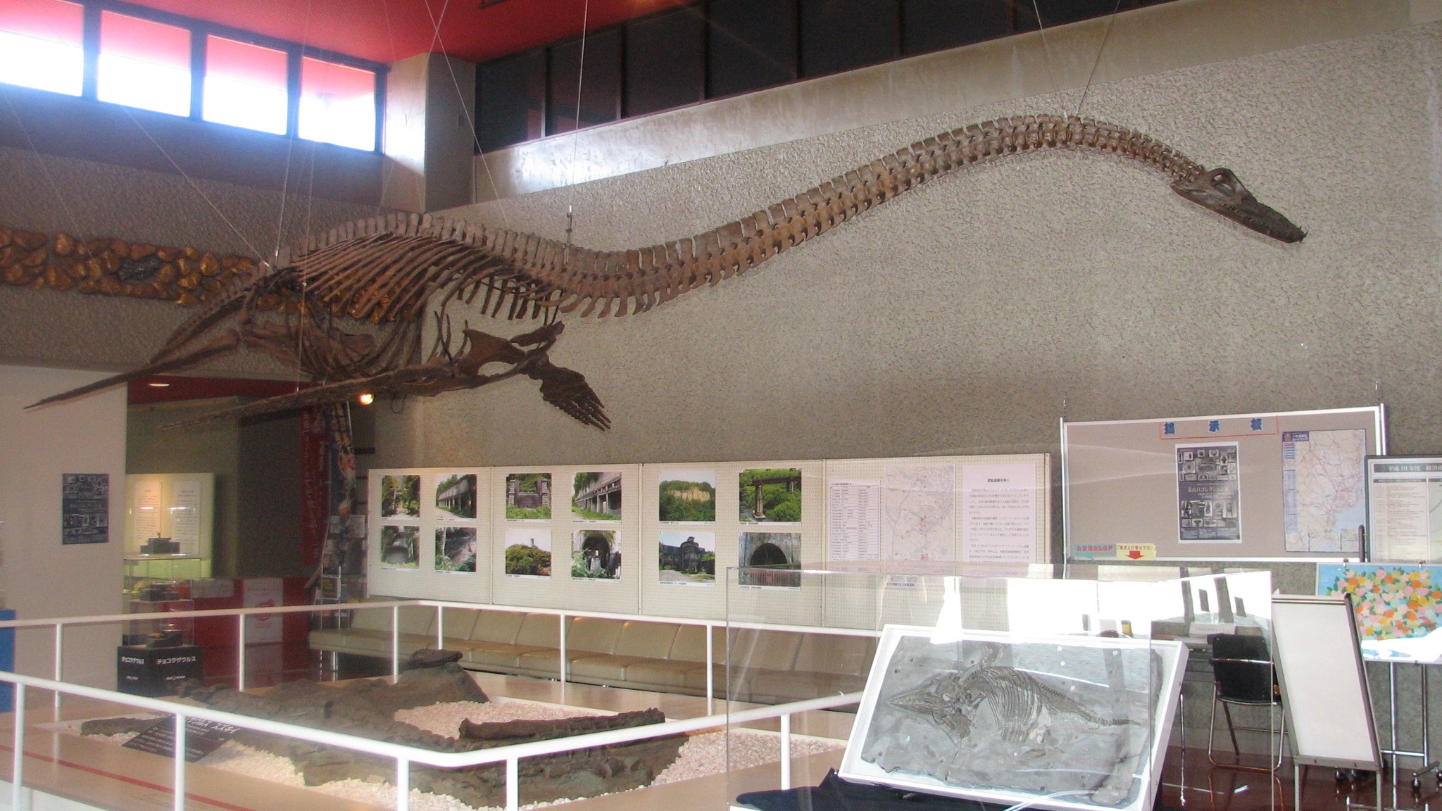 ほるる　フタバスズキリュウ