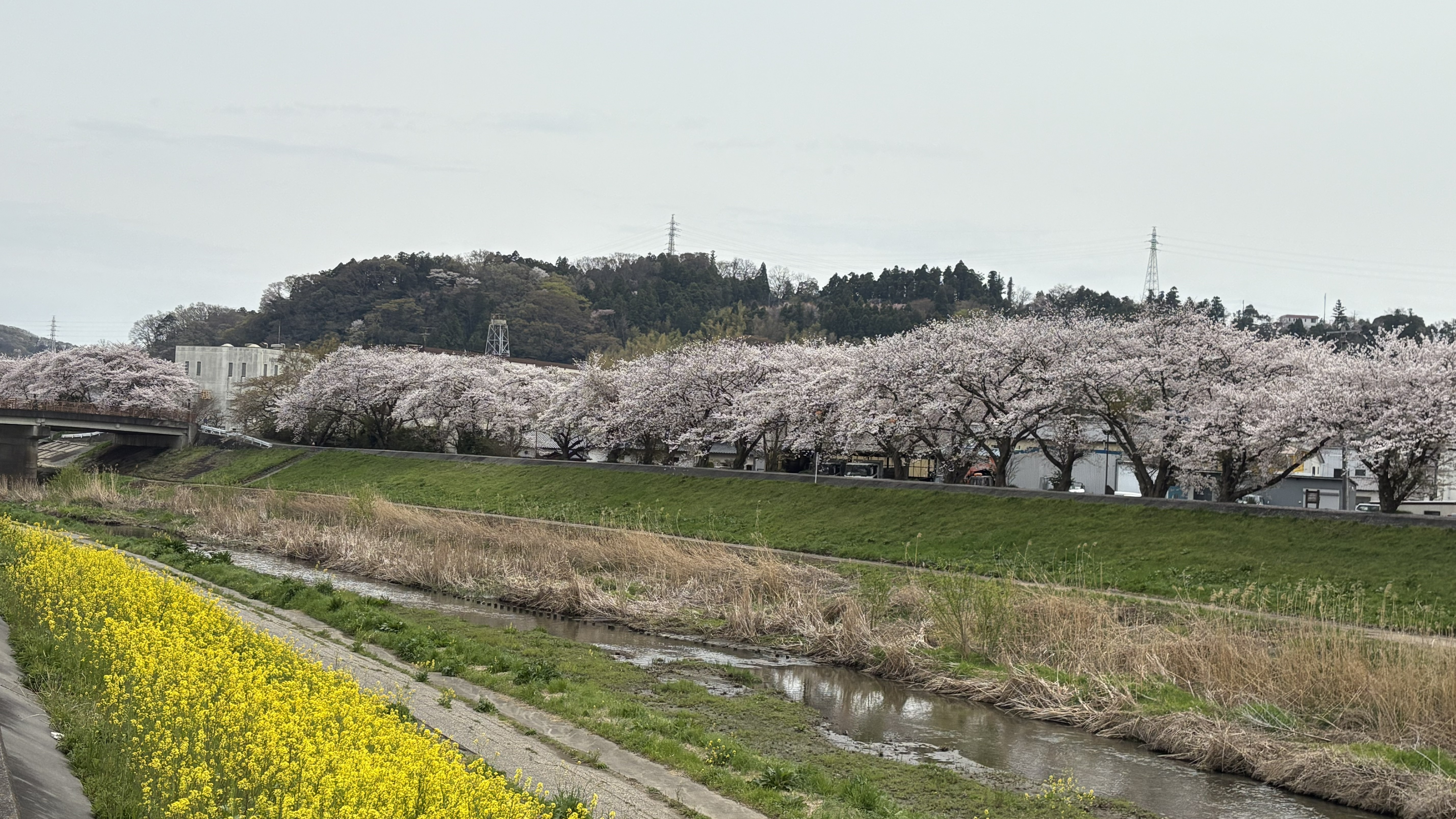新川沿いの桜と菜の花