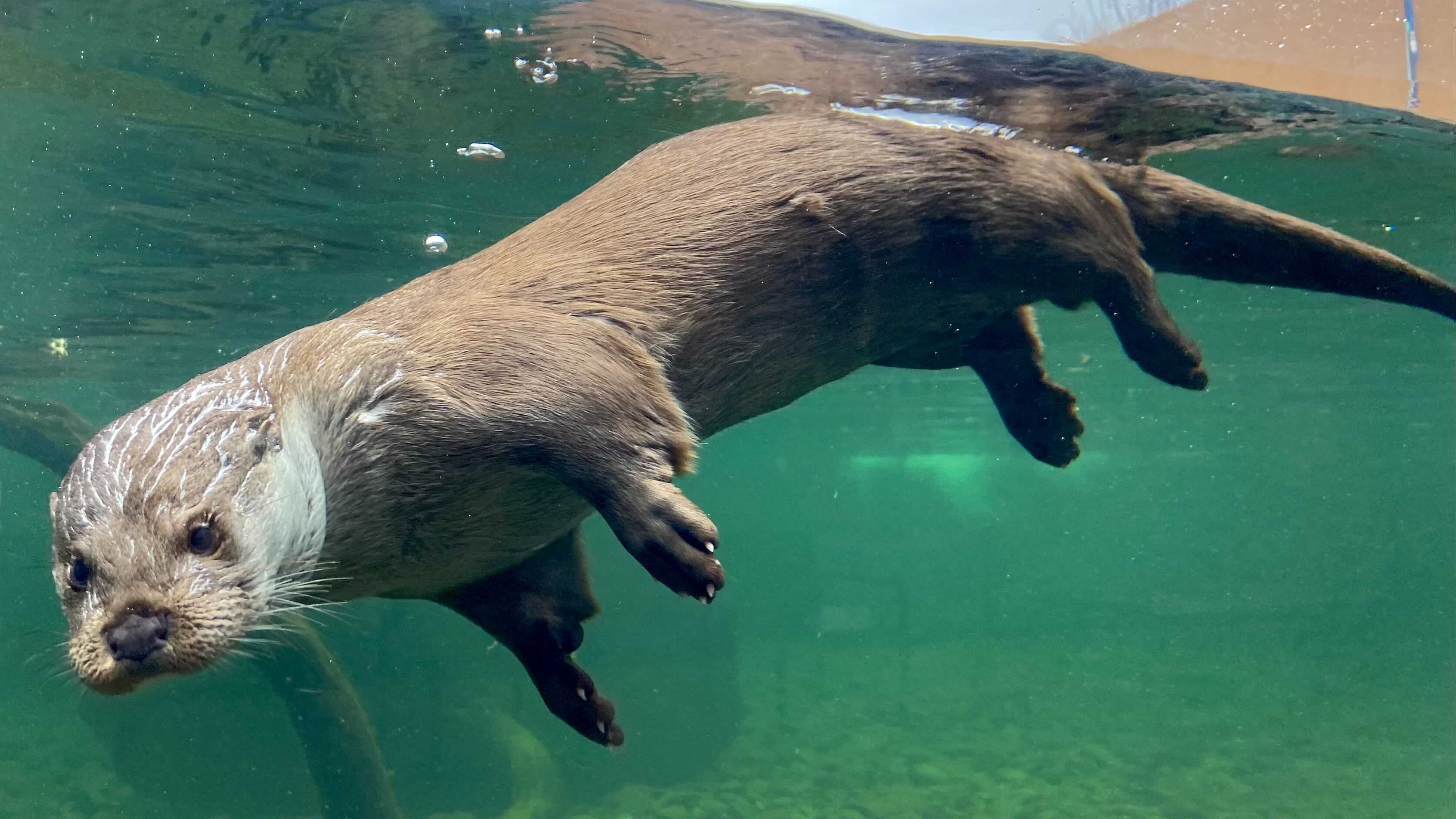 環境水族館　アクアマリンふくしま　　ユーラシアカワウソ