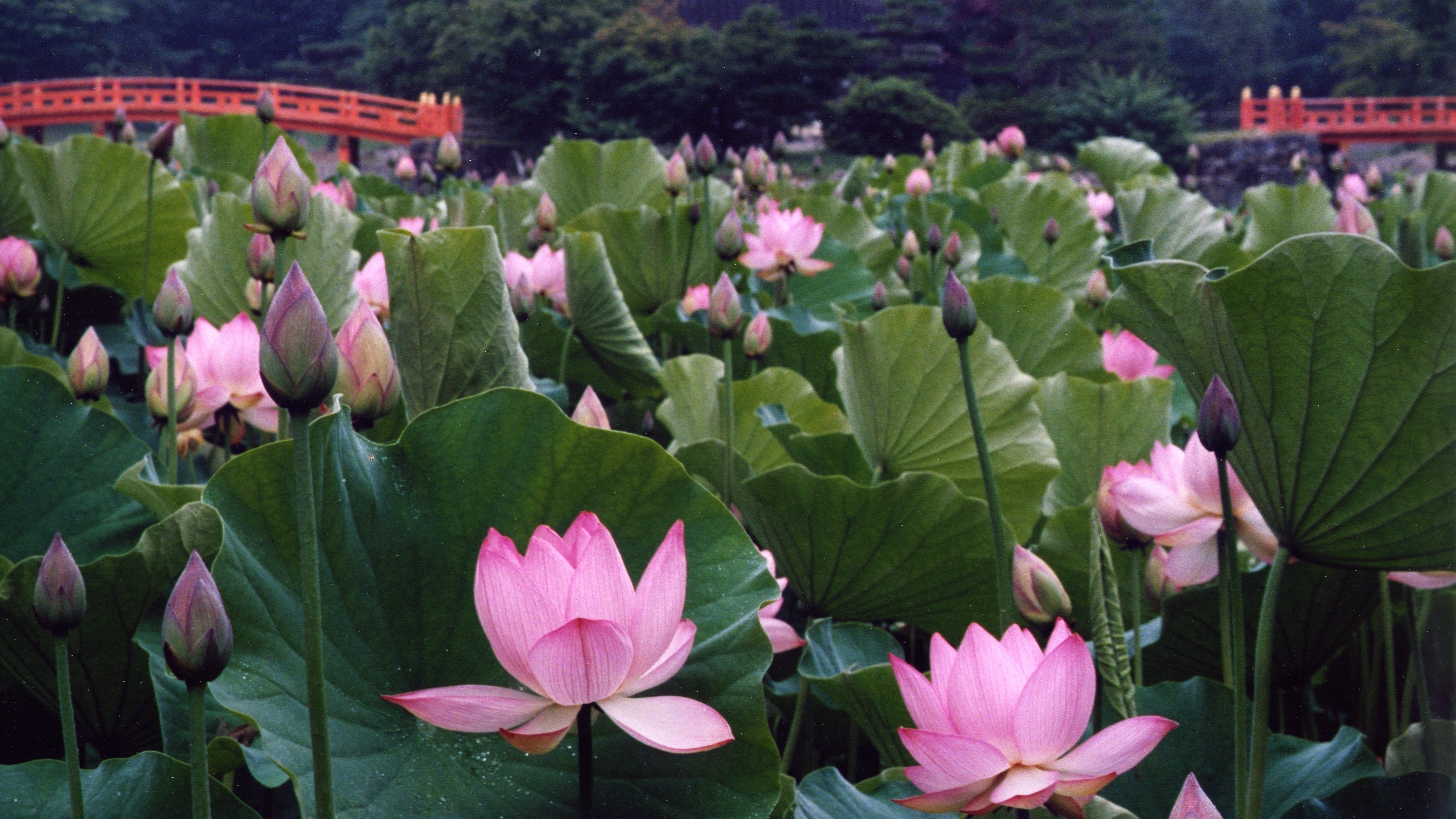 白水阿弥陀堂　春