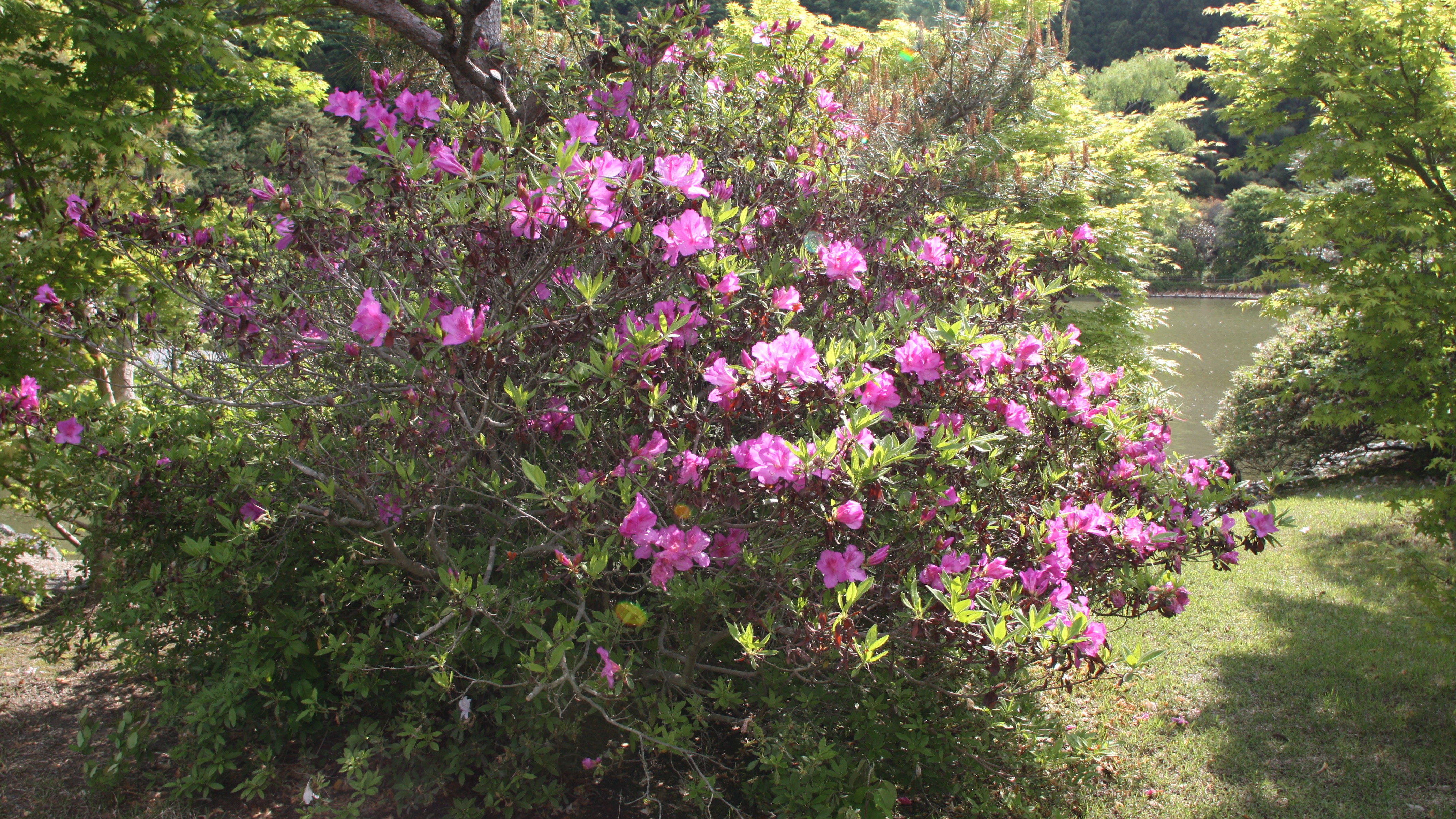 国宝　白水阿弥陀堂　やまつつじ