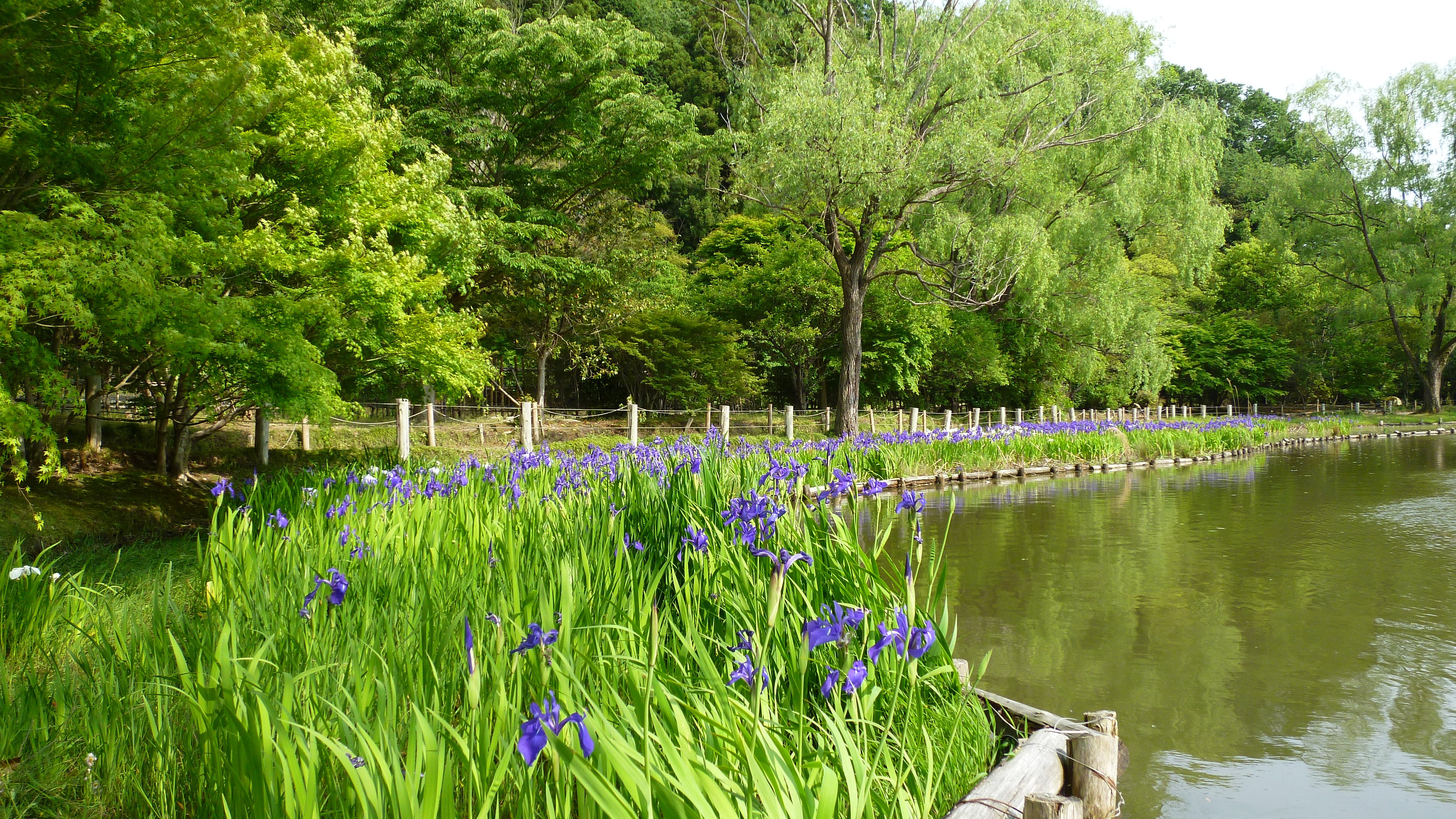 白水阿弥陀堂　春