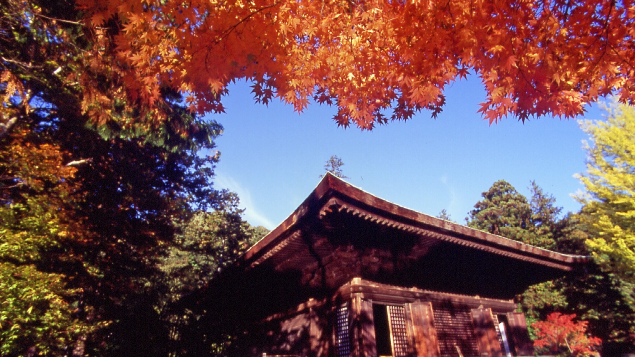  国宝　白水阿弥陀堂　秋