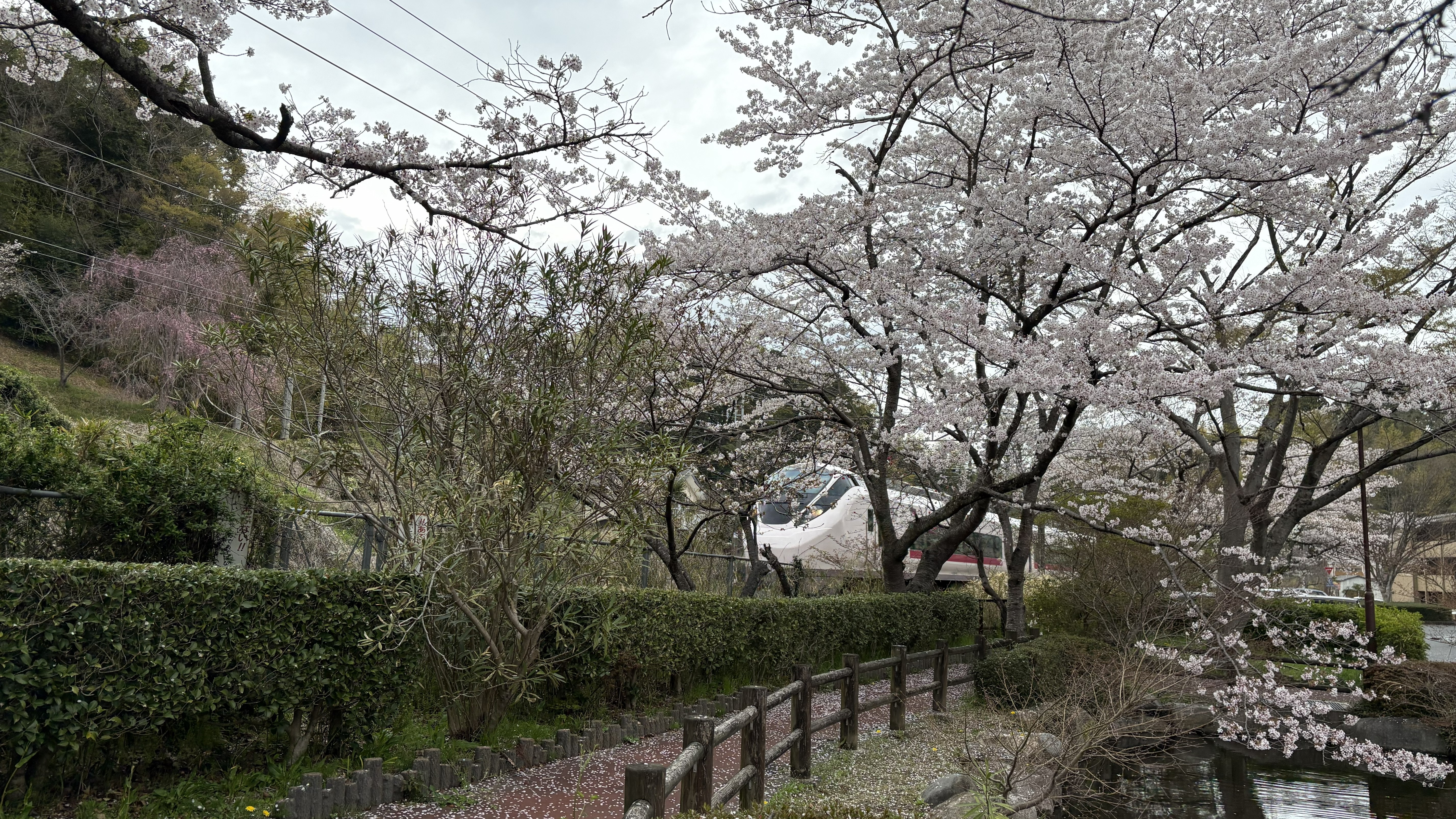 松ヶ丘公演の桜