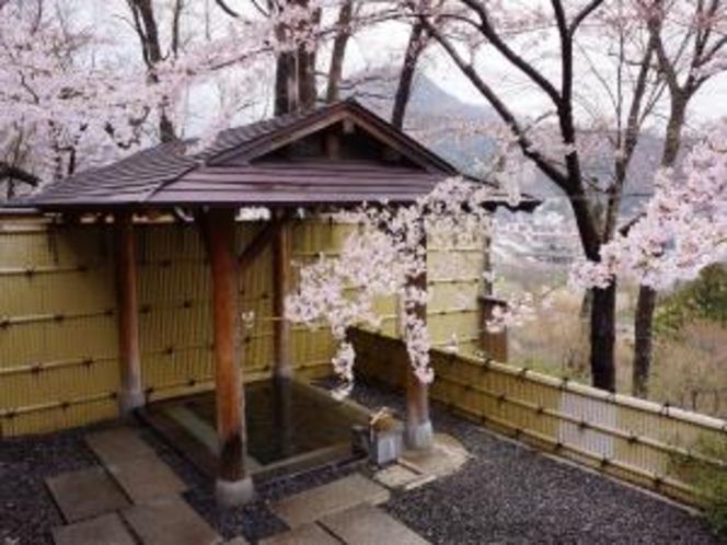 桜と露天風呂