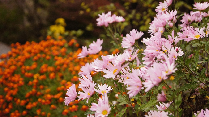 ・四季折々の花