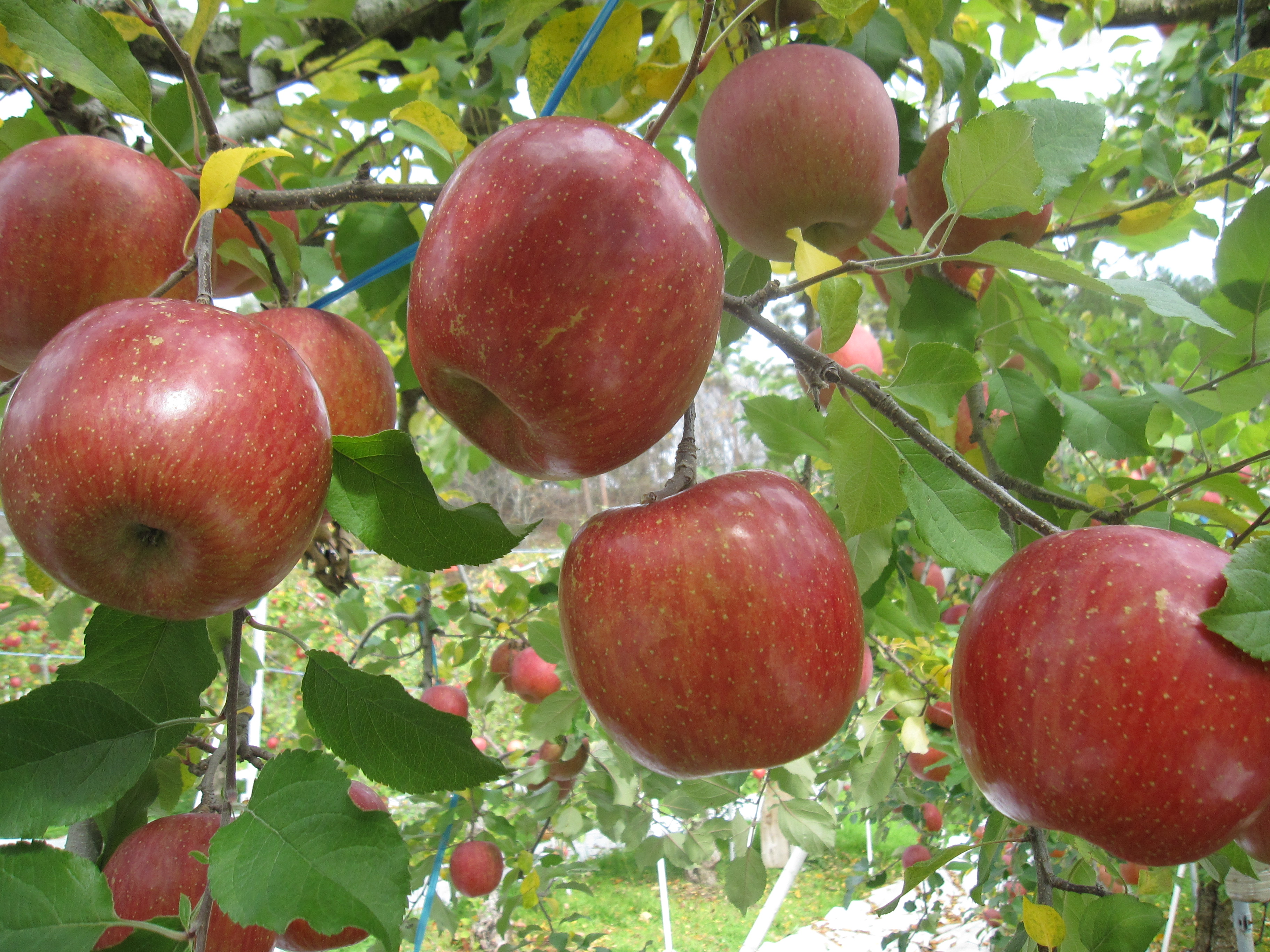 自社農園　りんご（11月）