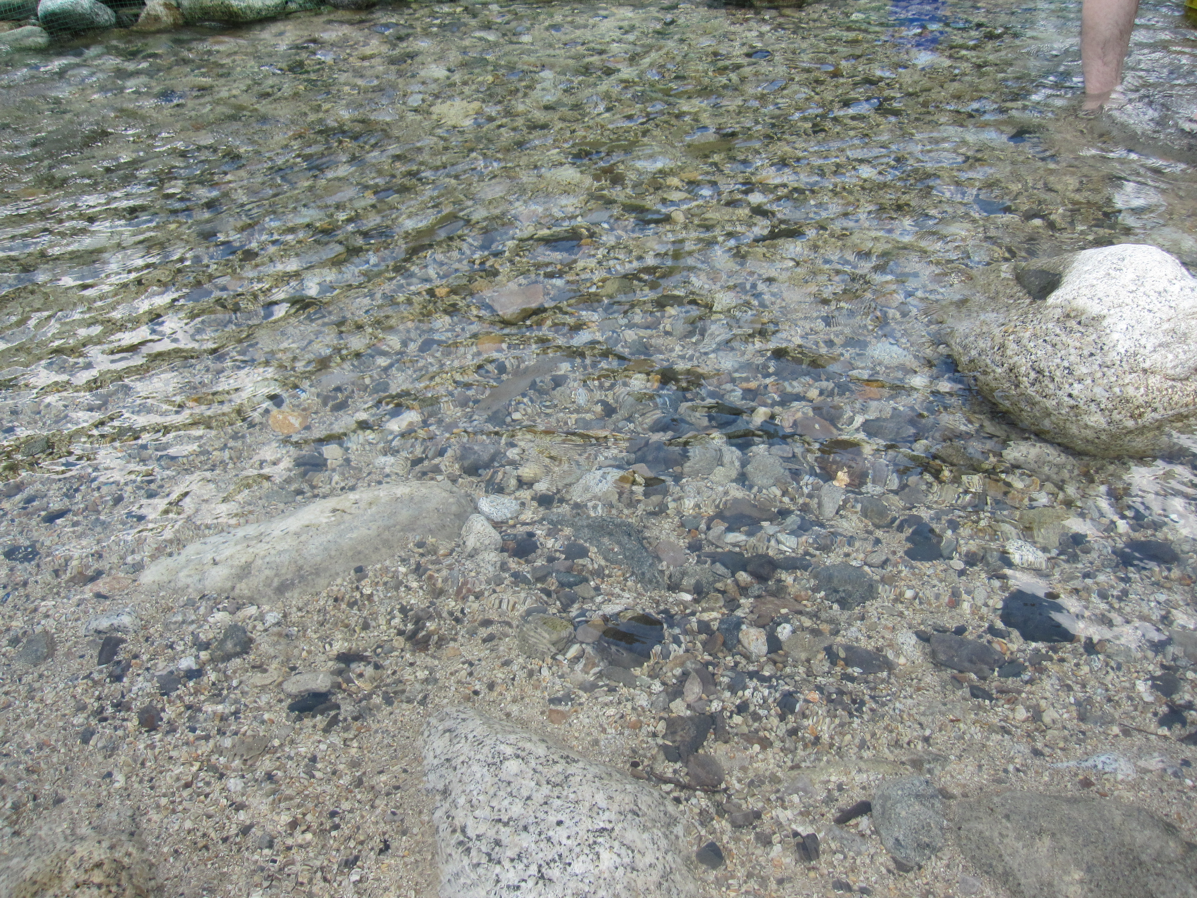 魚つかみ（夏休み期間中）