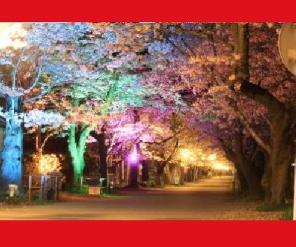 【秋月・桜のライトアップ】車で20分　桜の名所「杉の馬場」満開時は約500ｍの桜のトンネルは美しい　