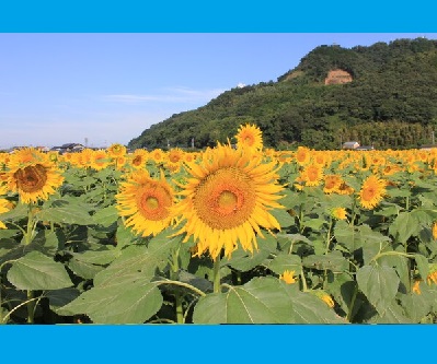 【原鶴・道の駅ファームステーションバサロ】道の駅向い側に春は「菜の花」夏は「ひまわり」