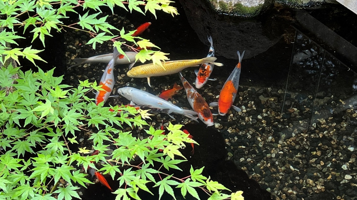 【リーズナブル】女性＆シニアに好評◆夕食は品数控えめのヘルシー会席《-hibiki-響》♪