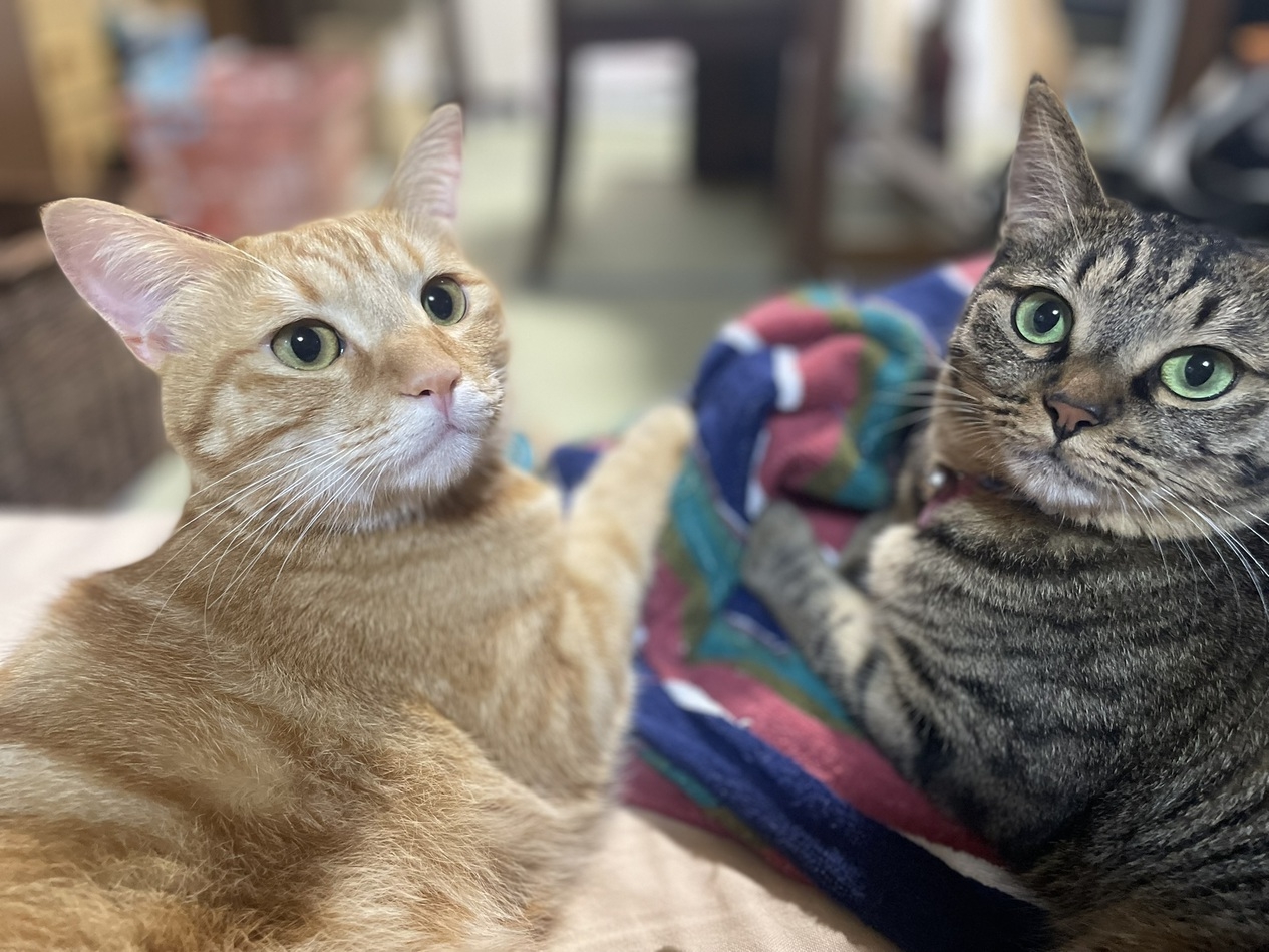 【いちばん人気】ねこ宿＆桐屋のんびり満喫プラン♪【１泊朝食付】