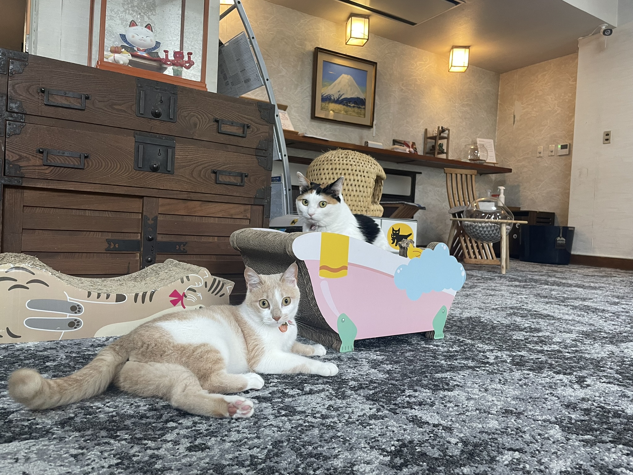 看板ネコ　きなこ・ムギ