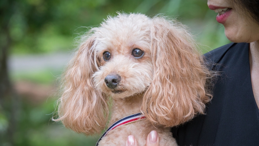 食事も、温泉も、眠る時も。愛犬と離れない湯布院の休日〈萌黄・松葉〉限定