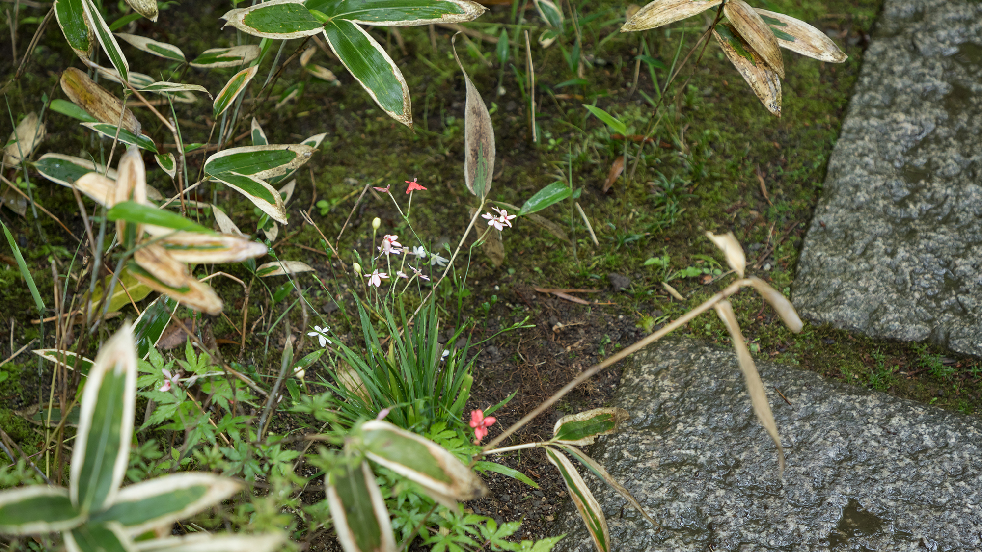 ■季節の庭花■