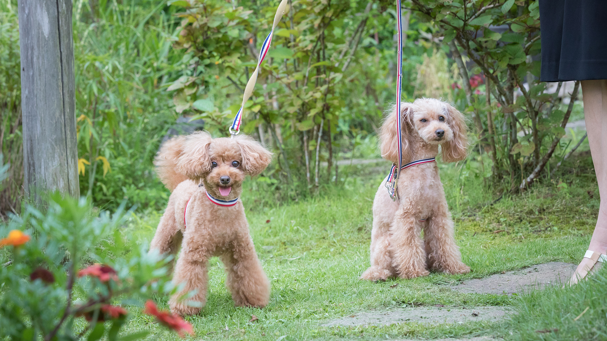 ■ドッグラン■愛犬もかけがえのない家族。