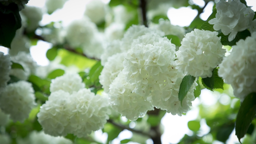 ■季節の庭花■