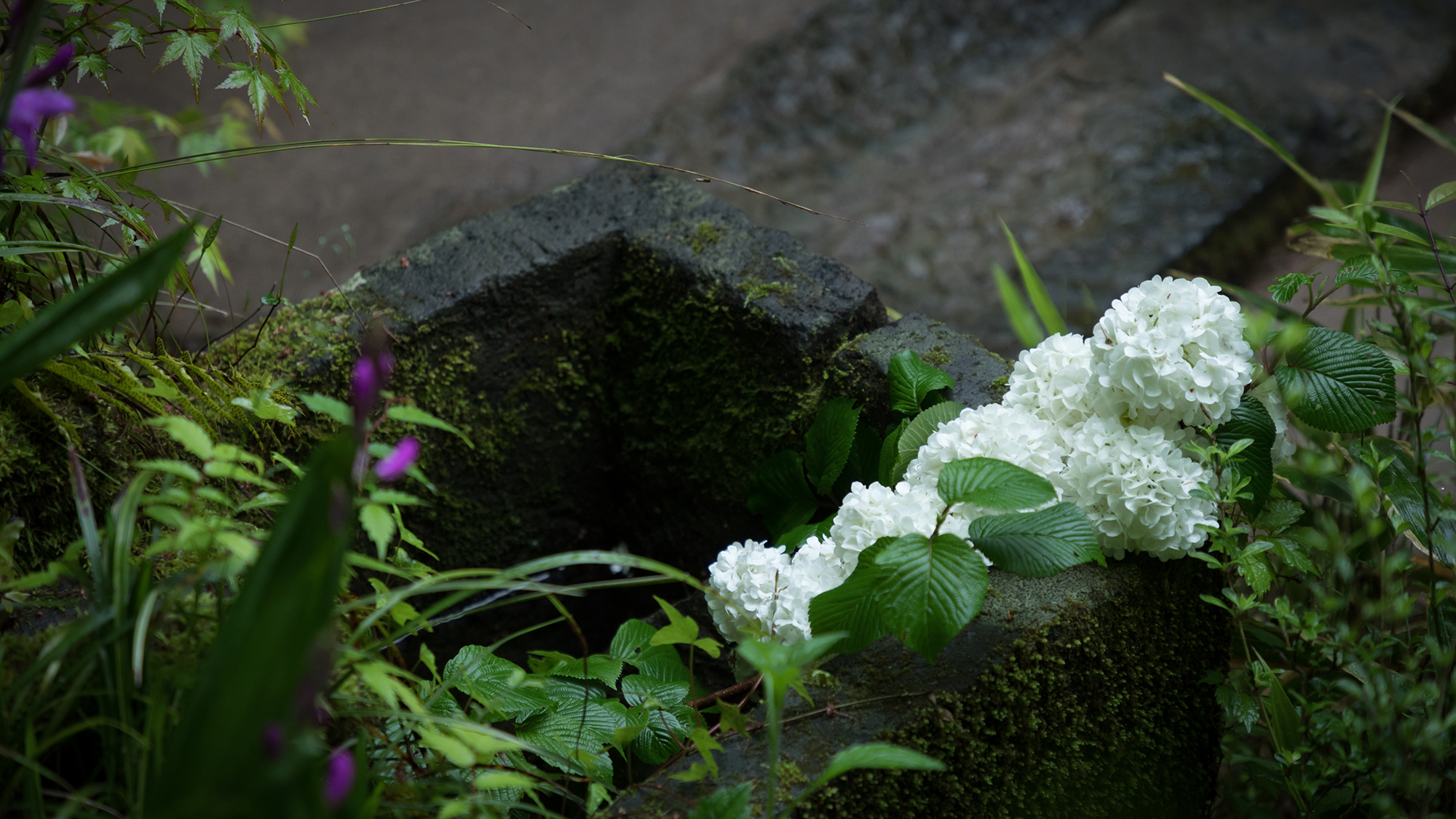 ■季節の庭花■